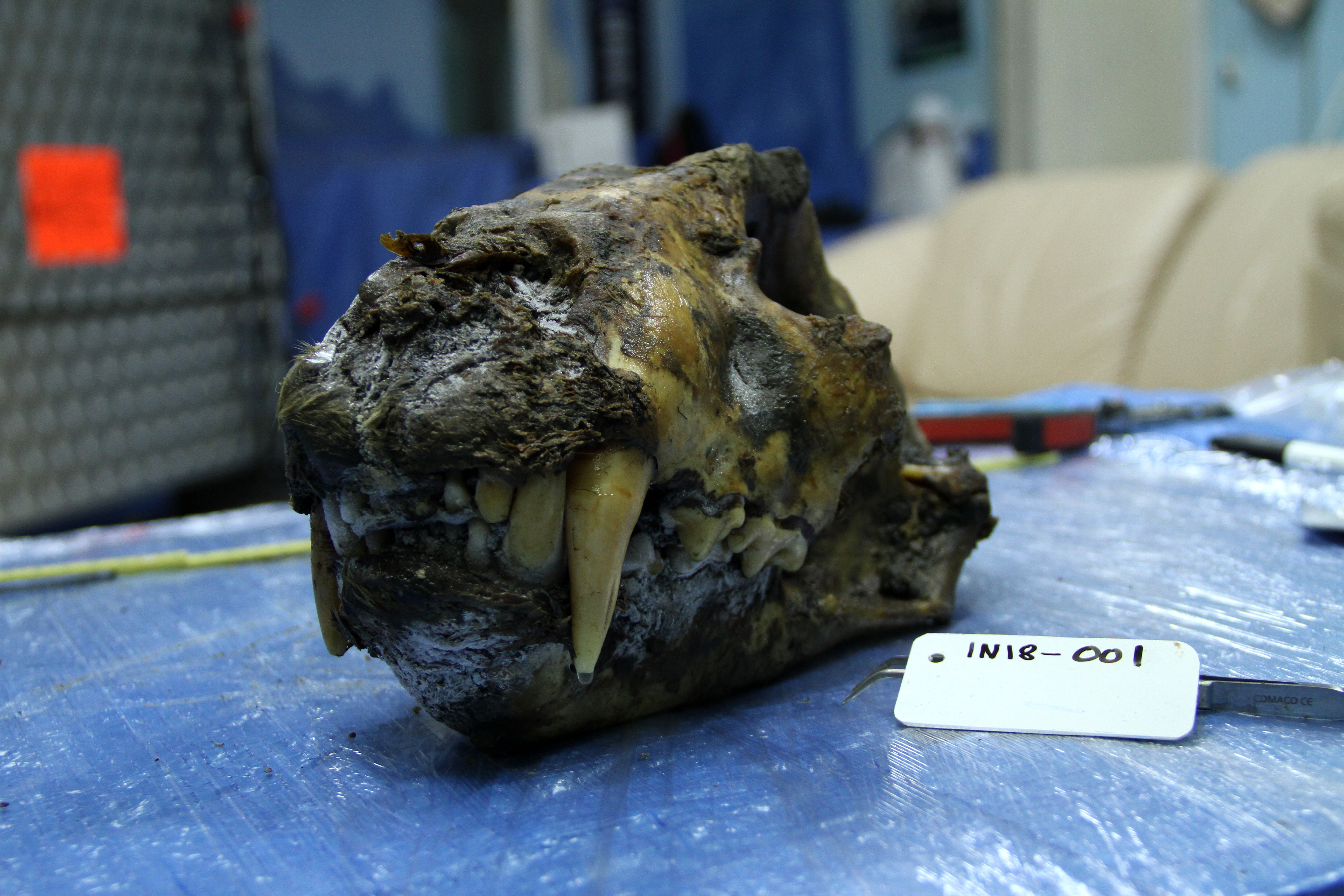a skull from a subadult cave lion, with partial soft tissue preserver, found in the Siberian permafrost near the Indigirka River and radiocarbon dated 34,000 years before present.